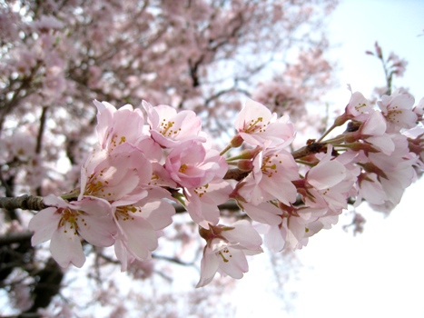 120413wanizuka1.jpg