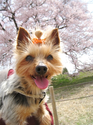 120413wanizuka4a.jpg
