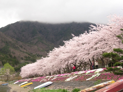 120427-sakura.jpg