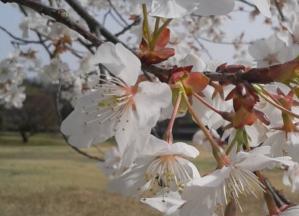 桜 20130316
