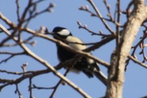 シジュウカラ? 20130319