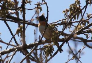 今日の野鳥2 20130408