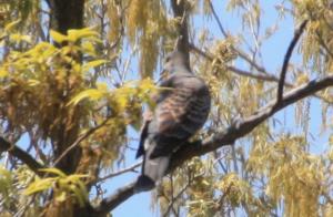 山鳩? 20130422