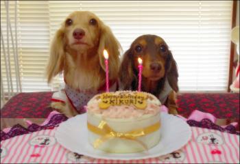 菊たんのお誕生日会2011