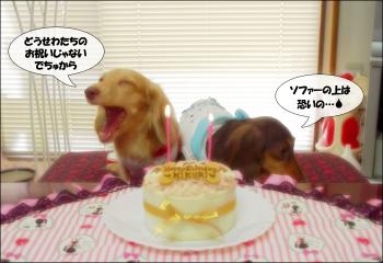 菊たんのお誕生日会2011