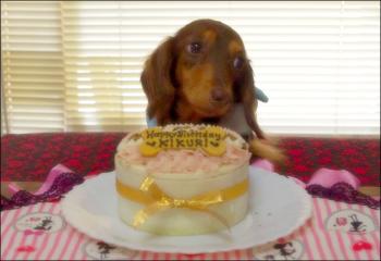 菊たんのお誕生日会2011