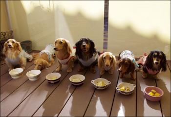 菊たんのお誕生日会2011