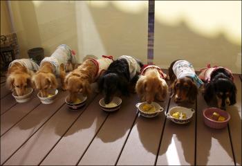菊たんのお誕生日会2011