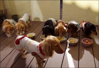 菊たんのお誕生日会2011
