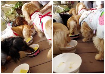 菊たんのお誕生日会2011