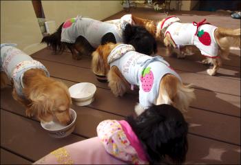 菊たんのお誕生日会2011
