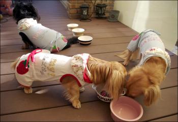菊たんのお誕生日会2011