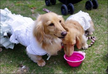 シロツメクサの花冠