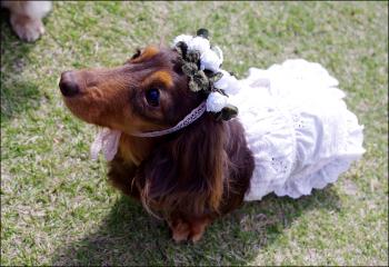 シロツメクサの花冠
