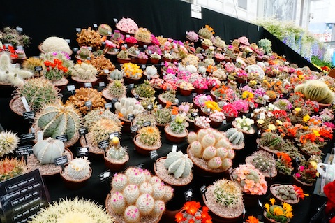 Chelser Flower Show 13_14