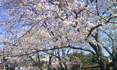 120407_sakura_f2.jpg