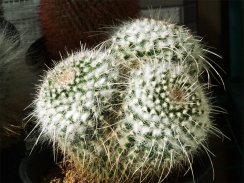 花芽の予兆白蛇丸 花芽の予兆白蛇丸
