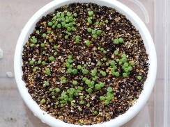 白花黄紫勲実生第二弾発芽状況 白花黄紫勲実生第二弾発芽状況