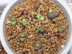 移植した実生帝玉 移植した実生帝玉
