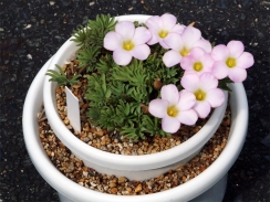 7輪同時開花のパルマーピンク 7輪同時開花のパルマーピンク