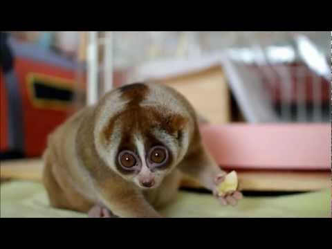 スローロリスの可愛さｗ らぶちゅー かわいい動物動画