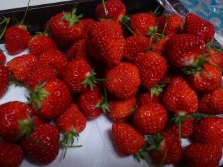 20120420_1.jpg