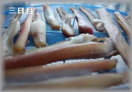 IMG_5567_R3.jpg