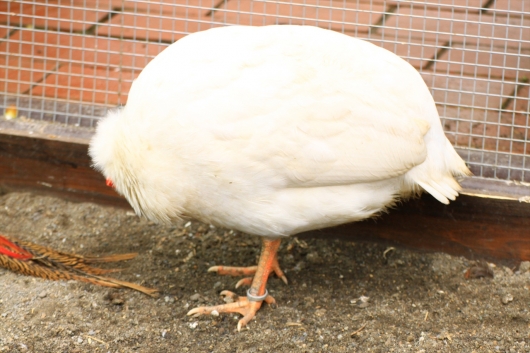 ホロホロチョウ