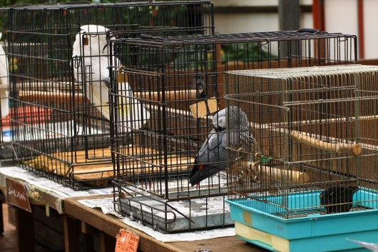 ウサギ達のコーナーの横には小さい檻でインコ等がいる