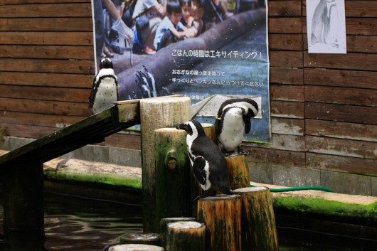 ペンギンプール