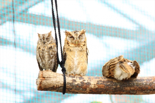 全部八羽フクロウがいるけど見つけられるかな　的なPOPつき