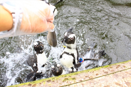 ペンギン餌やり