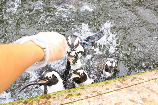 ペンギン餌やり