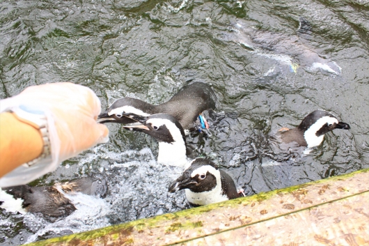 ペンギン餌やり