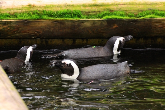 ペンギンプールを抜けて外へ