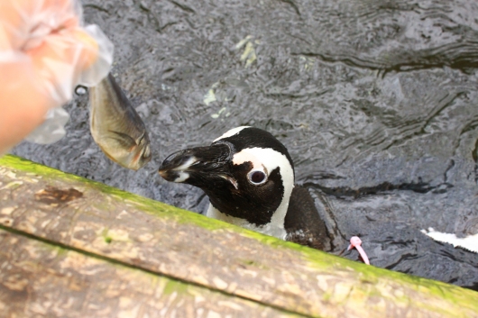 それを別のペンギンが潜って取ったりしていたから