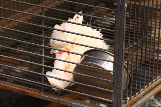 うつ伏せ
