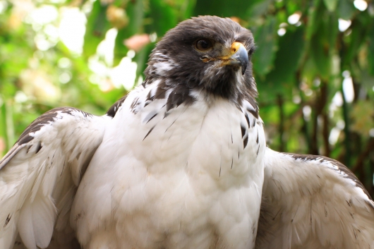 時折大きいインコの奇行に息を飲む
