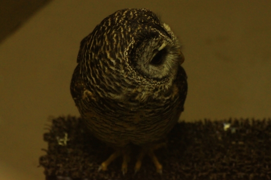 アカアシモリフクロウ
