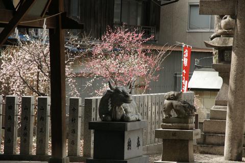 天神さんの梅#1