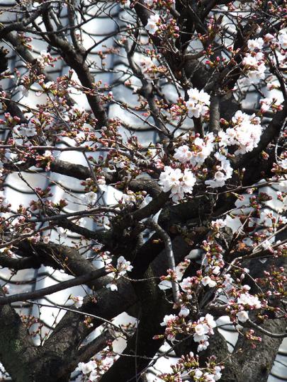 Y字路の桜#2
