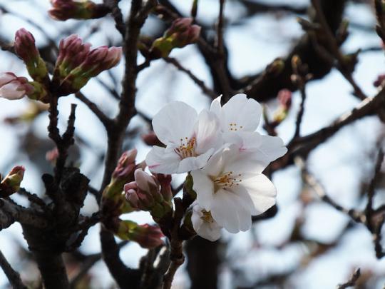 Y字路の桜#3