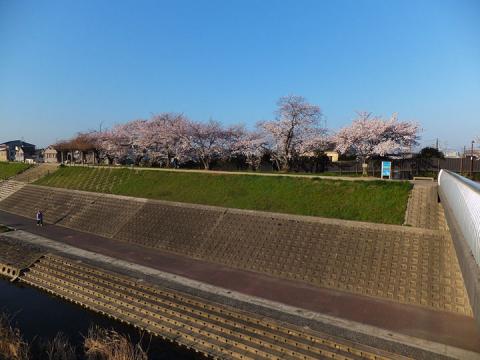 芥川堤の桜#1
