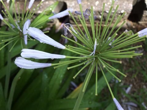 夏ばて#3