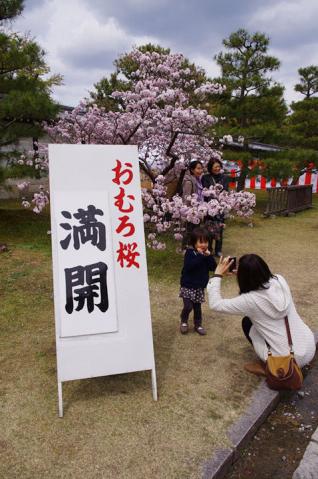仁和寺の桜など33