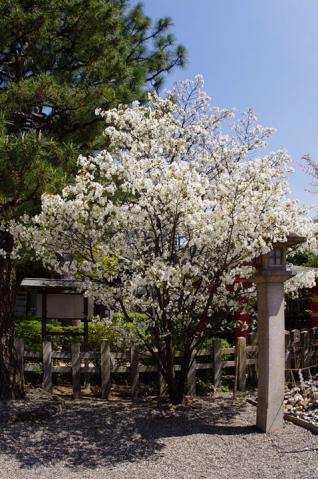 車折神社の桜#3