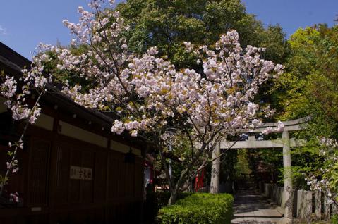 車折神社の桜#1