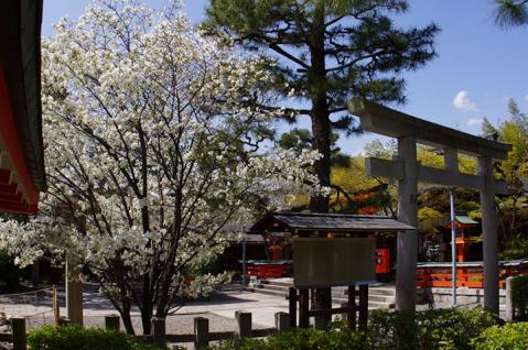 車折神社の桜#2