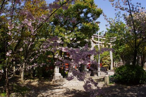 車折神社の桜#5