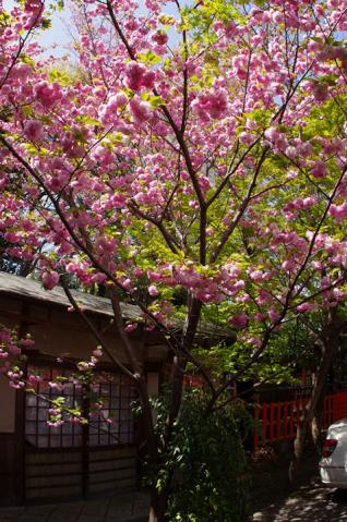 車折神社の桜#4